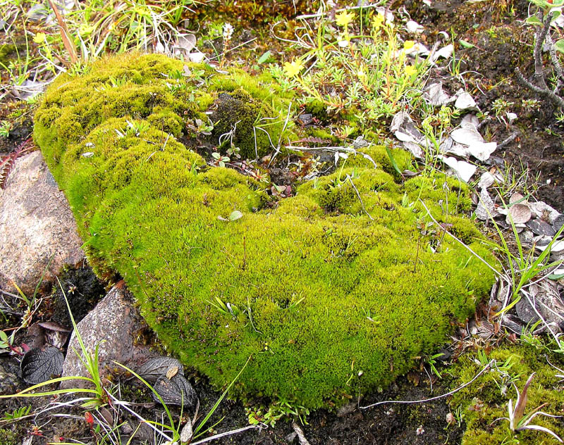 Catoscopium nigritum